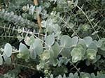5 Eucalyptuses (Eucalypti?)